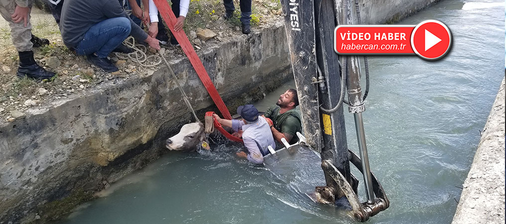 HES Kanalına Düşen Dana Uzun Uğraşlar Sonucu Kurtarıldı