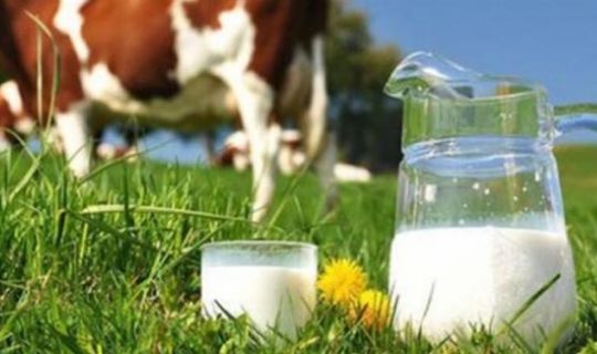 İçme Sütü Üretimi Azaldı