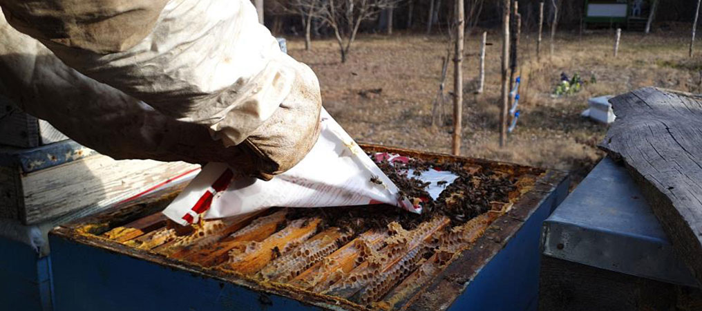 Arıcılar Kışın Ortasında Arılara Bakım ve Yemleme Yapıyor