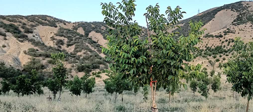 Bakımını Yaptığı Cevizlerden İlk Mahsulünü Almayı Başardı