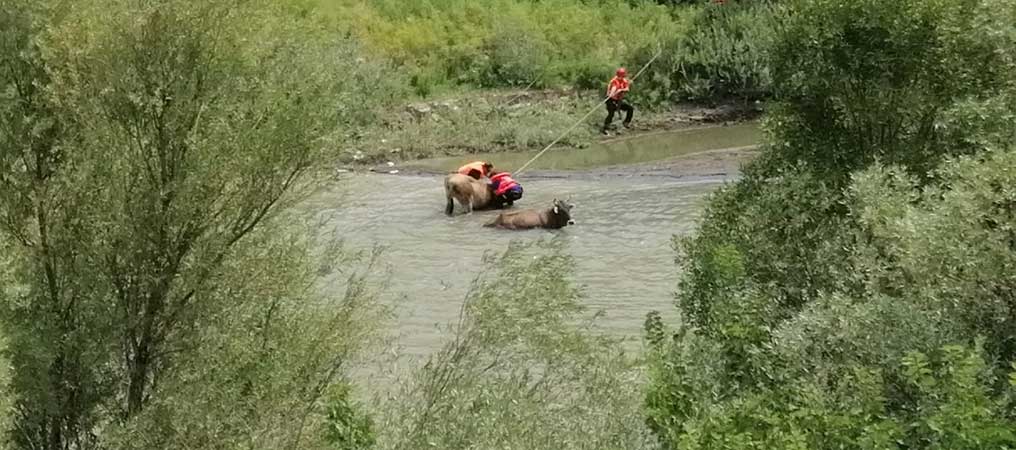 Bataklığa Saplanan Büyükbaş Hayvanları AFAD Kurtardı