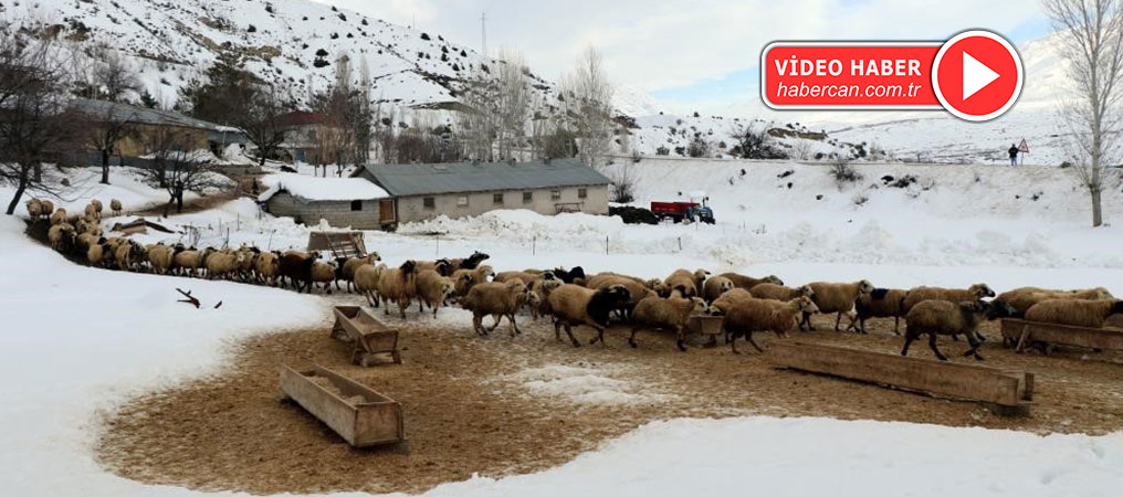 Besicilerin ‘Kuzu’ Mesaisi, Kış Şartlarında  Sürüyor