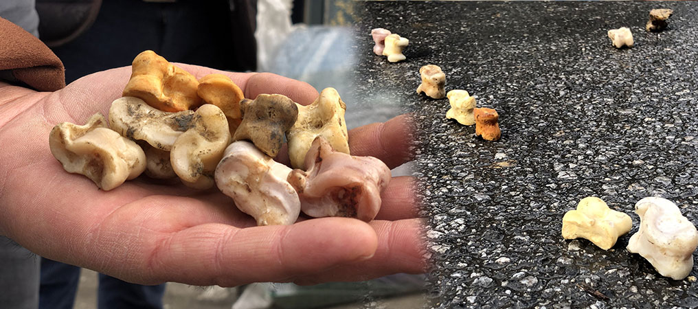 Bin Yıllık 'Aşık Oyunu' Erzincan’da Yaşatılıyor