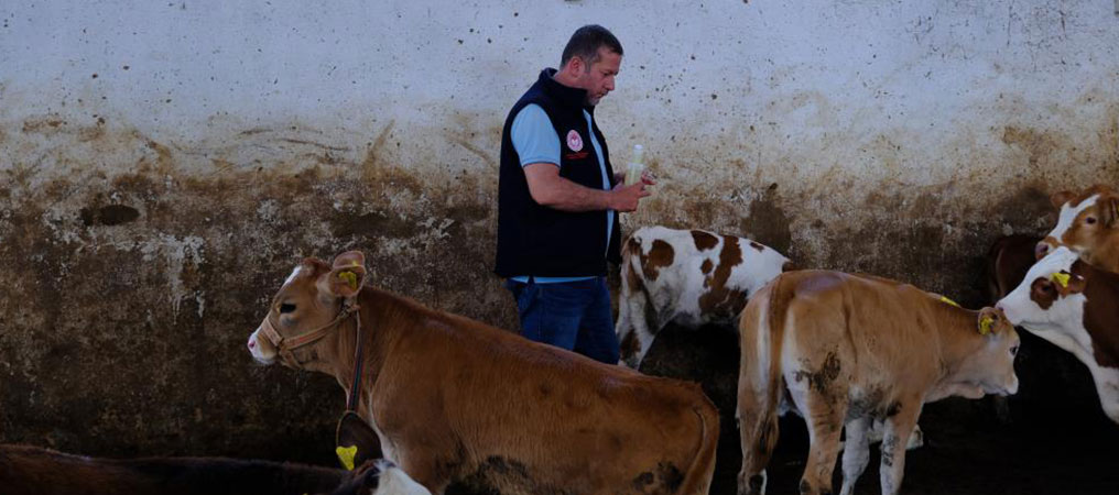 Büyükbaş Hayvanlar Kenelere Karşı İlaçlanıyor