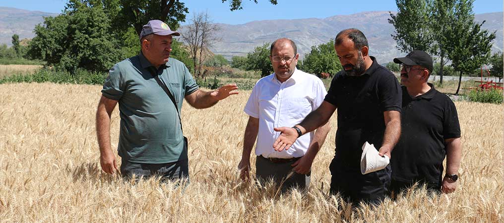 Buğday Rekoltesi Çiftçinin Yüzünü Güldürdü