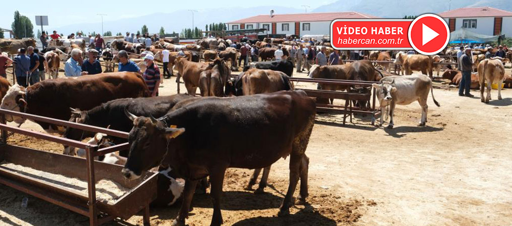 Canlı Hayvan Pazarı Yeniden Açılıyor