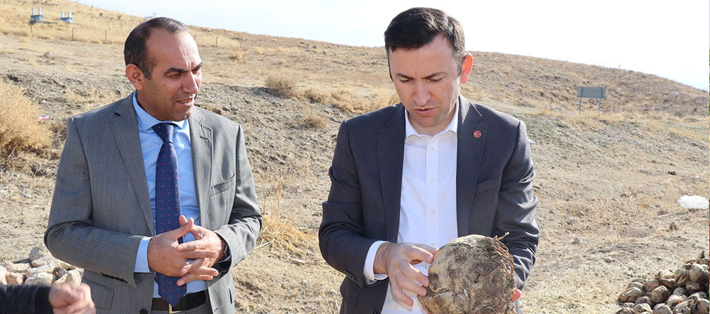 Çayırlı’da Pancar Hasadı
