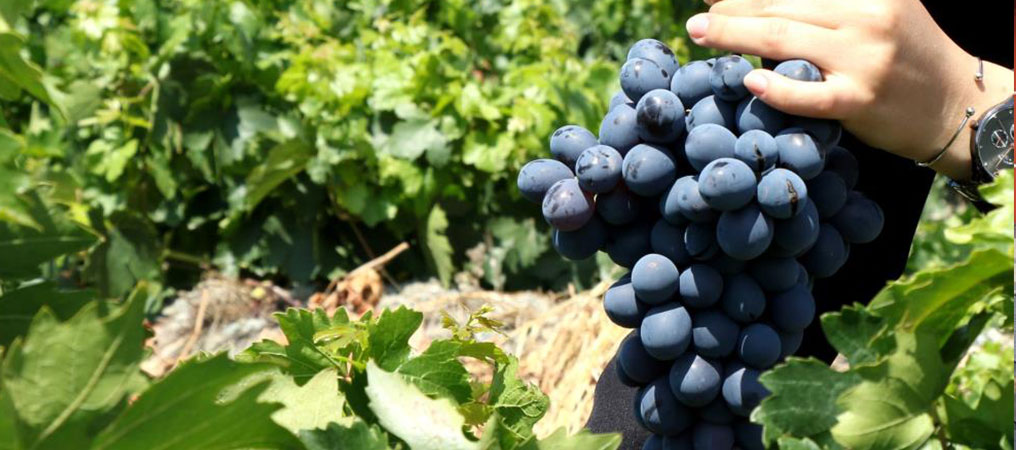 Cimin Üzümünün Fiyatı Tat Kaçırdı