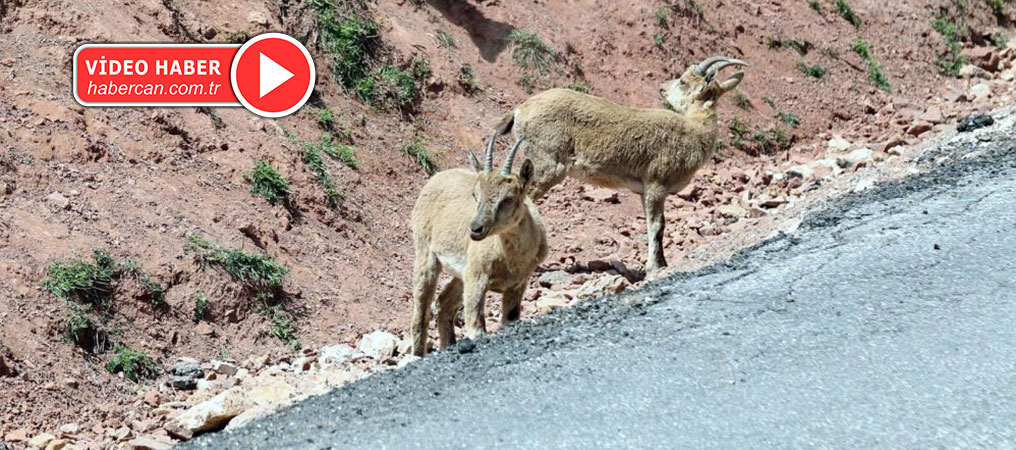 Dağ Keçileri Karayoluna İndi