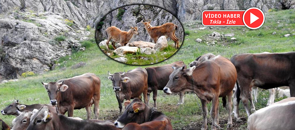 Dağ Keçileriyle İnekler Bir Arada Otladı