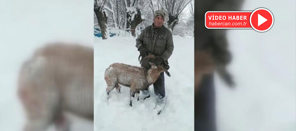 Dağ Keçisi Köpeklerin Saldırısına Uğradı
