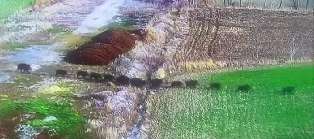Domuz Sürüsü Güvenlik Kamerasına Yansıdı