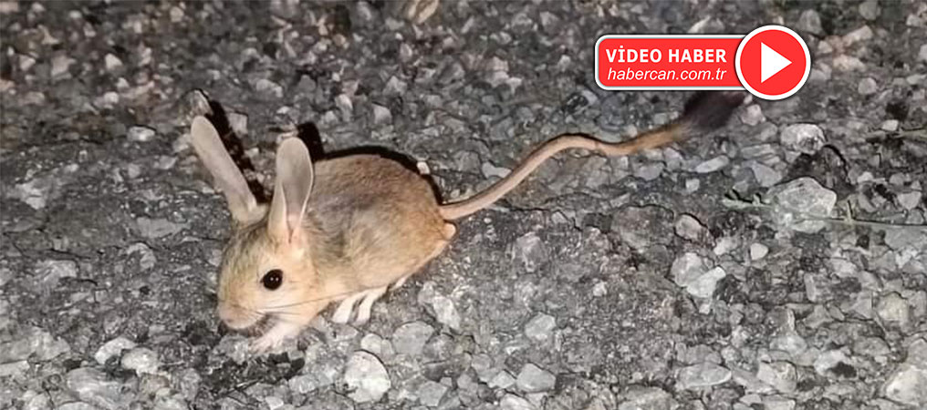 Dünyada Kırmızı Listede: Arap Tavşanı Erzincan’da Görüntülendi