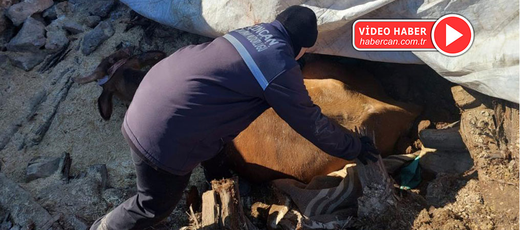 Enkazda Ayakları Sıkışan Büyükbaş Hayvan Kurtarıldı