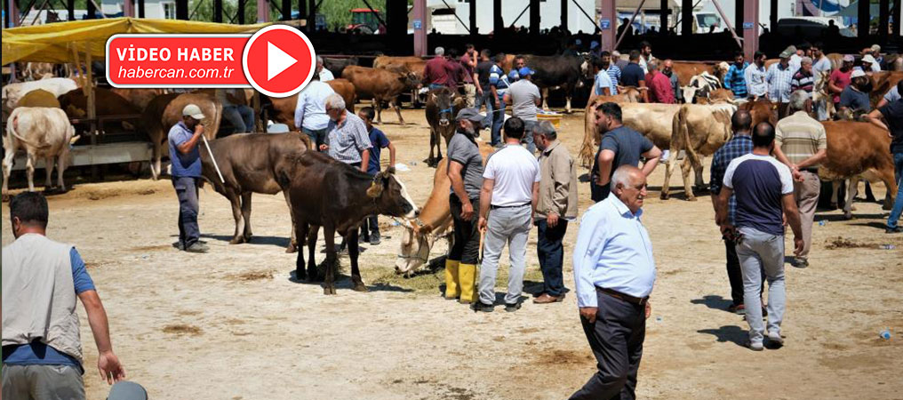 Erzincan Canlı Hayvan Pazarı Yeniden Açıldı