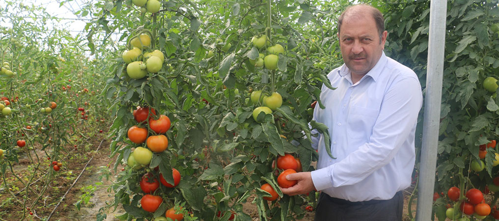 Erzincan'da Seralarda Domates Hasadı; 16 Liradan Alıcı Buluyor