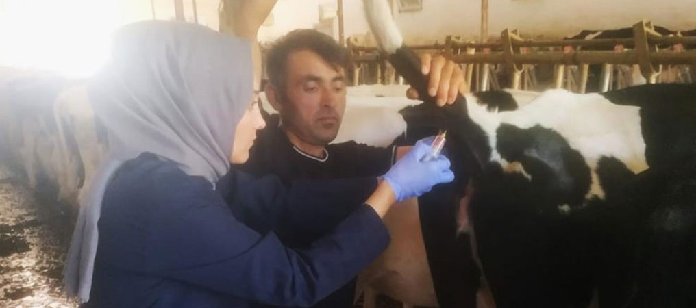 Erzincan’a Gelen İthal Hayvanların Kontrolleri Yapılıyor