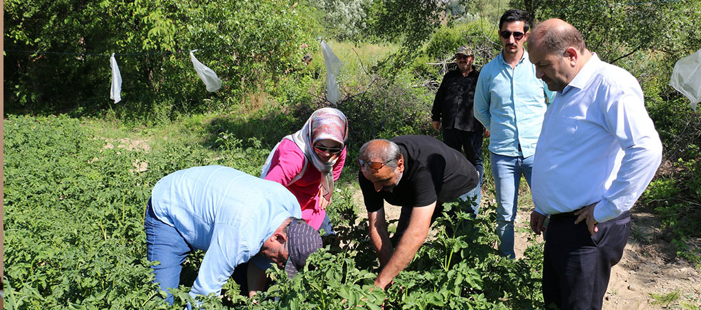 Erzincan’da 181 Dekar Alanda Patates Projesi Yürütüyor