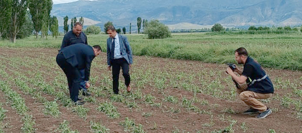 Erzincan’da 2 Bin Dönüm Ekili Araziyi Dolu Vurdu