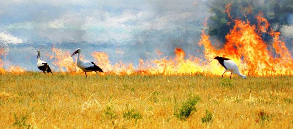 Erzincan’da Anız Yakmak Yasak!