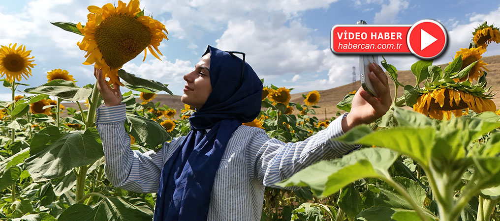 Erzincan’da Ayçiçek Tarlalarından Kartpostallık Görüntüler