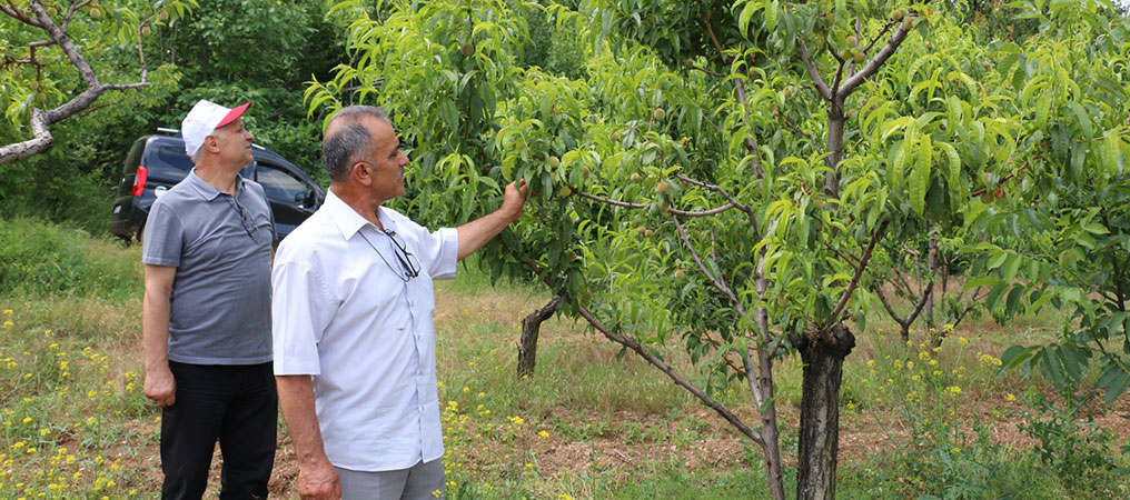 Erzincan'da Aşırı Yağışların Ardından Tarımsal Alanlar Olası Hastalıklara Karşı Kontrol Ediliyor