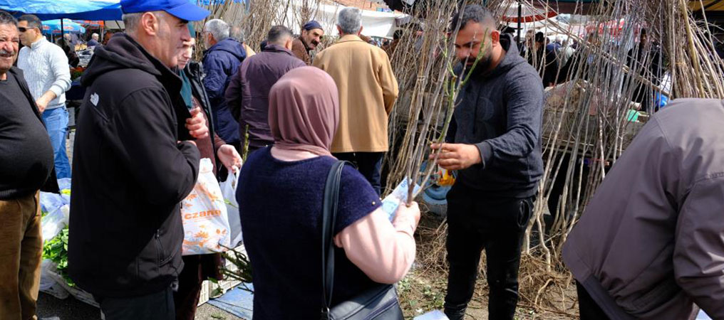 Erzincan’da Baharın Gelmesiyle Fidan Satışları Başladı