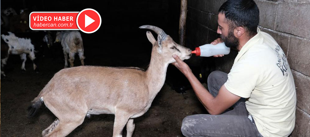 Erzincan’da Buldukları Yaralı Yaban Keçisini Kendi Keçi Sürülerine Katarak Beslediler