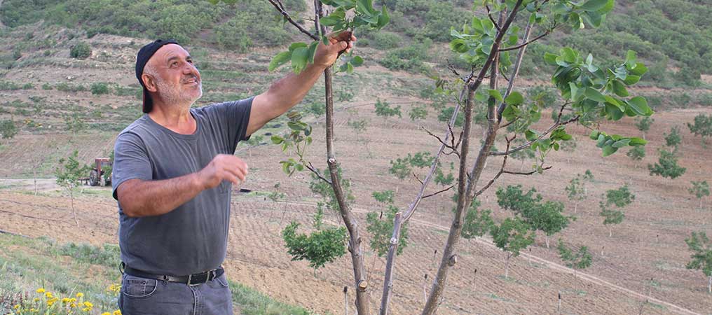 Erzincan’da Ceviz Hasadı Başladı