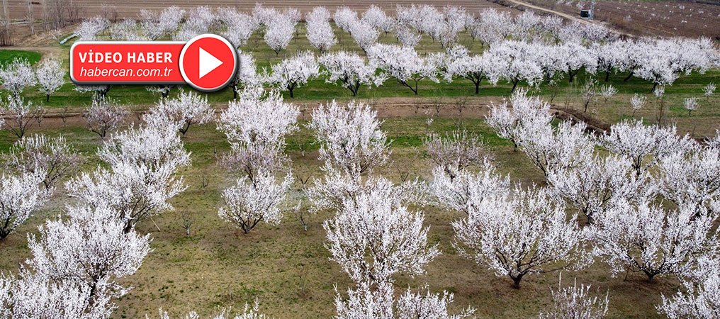 Erzincan'da Çiçek Açan Ağaçlar Göz Kamaştırıyor