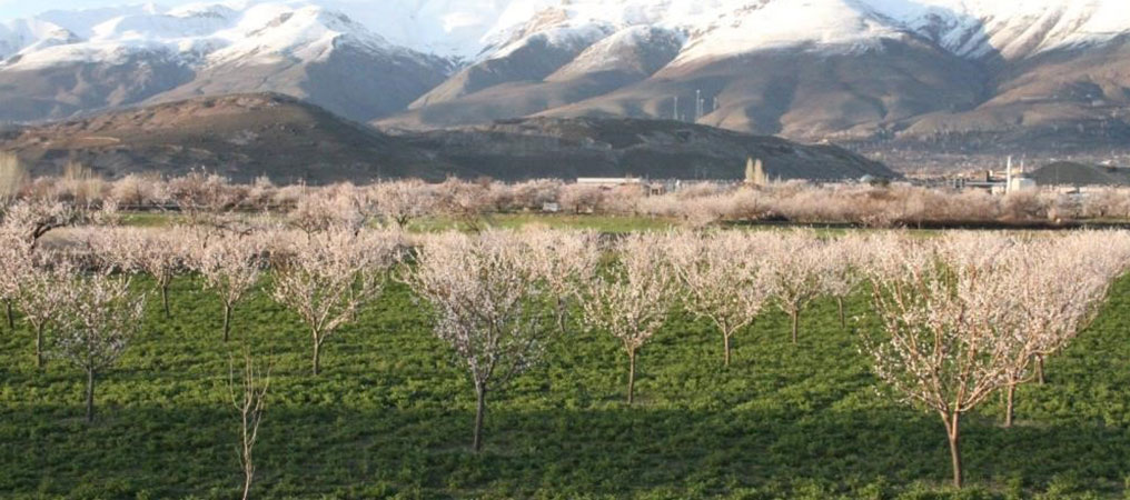 Erzincan’da Çiçek Açan Kayısı Ağaçlarında Don Tehlikesi 