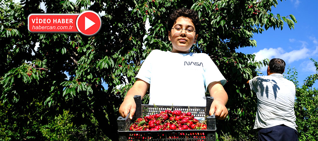Erzincan’da Dalları Bastı Kiraz! Tadı Bir Başka Güzel