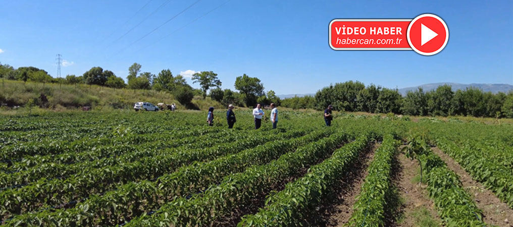 Erzincan’da Dağıtılan 1 Milyon Fide, Sebze Üretimine Büyük Katkı Sağlıyor 