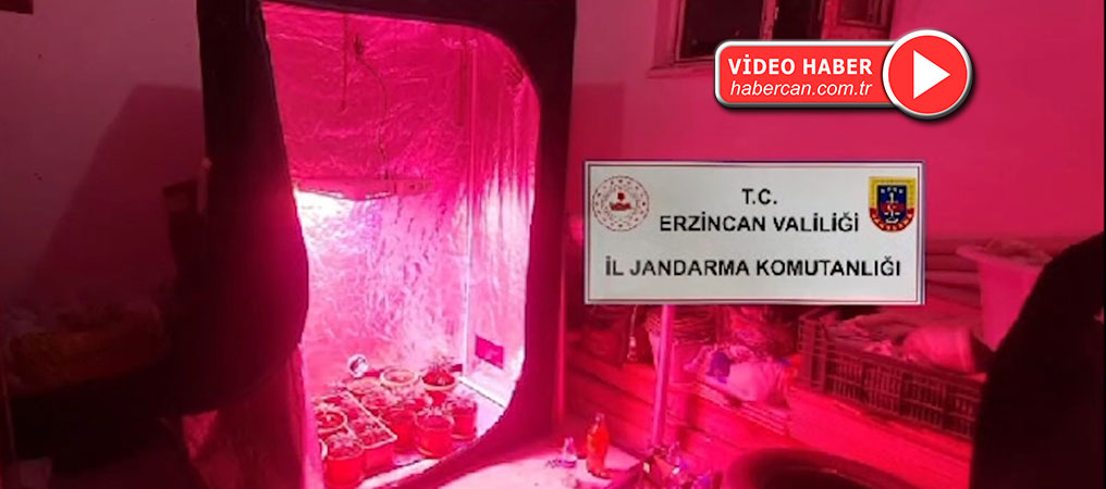 Erzincan'da Evinde Kenevir Yetiştiren Şüpheli Gözaltına Alındı