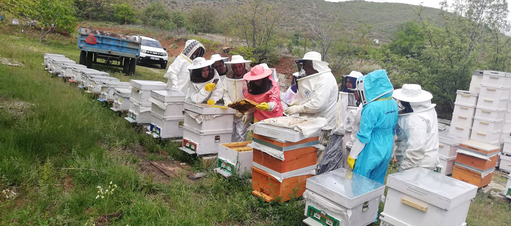 Erzincan’da Kadınlar Arı Sütü Üretecek