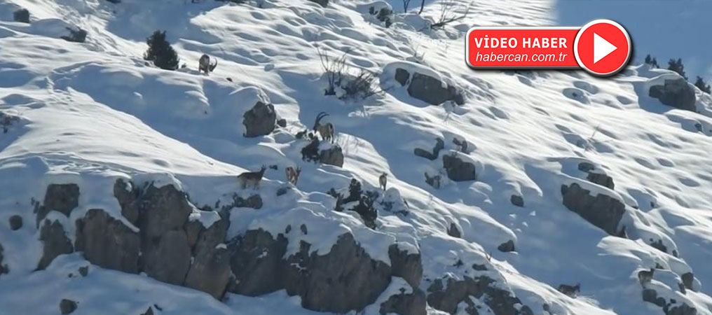 Erzincan’da Karlı Dağlarda Göç Yoluna Koyulan Dağ Keçileri Görüntülendi