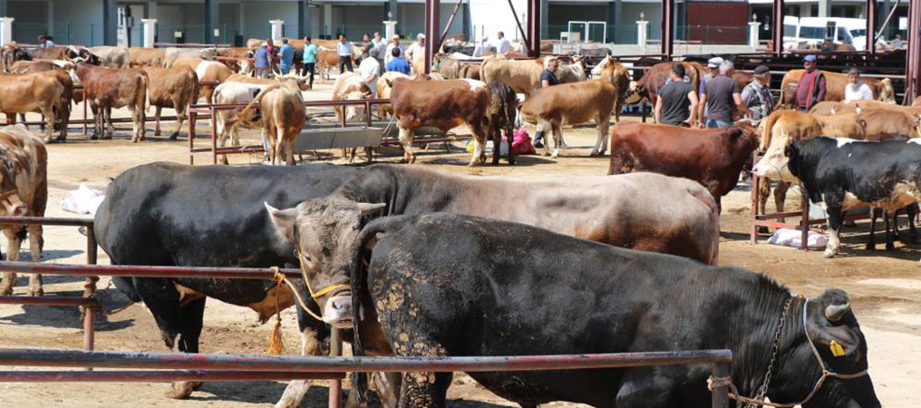 Erzincan’da Kurban Pazarında Hareketlilik Başladı