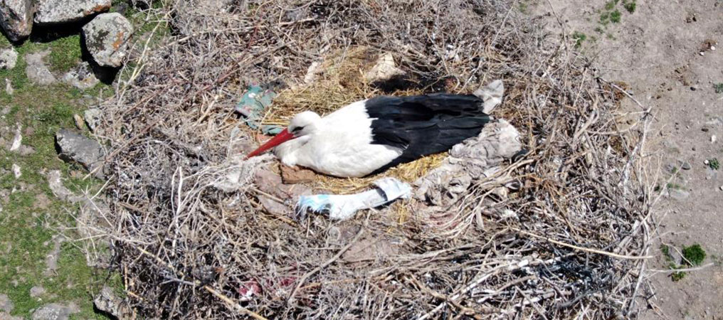Erzincan’da Leylekler Yuvalarında Görüntülendi