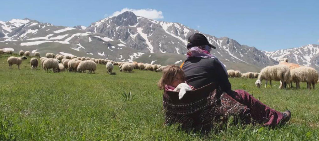 Erzincan’da Meralar Küçükbaş Hayvanlarla Şenlendi