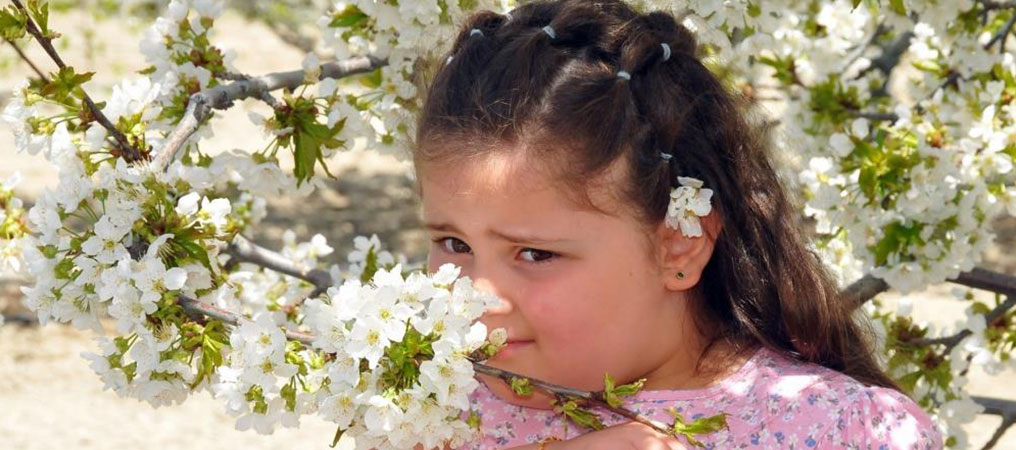 Erzincan’da Meyve Ağaçları Çiçek Açmaya Başladı