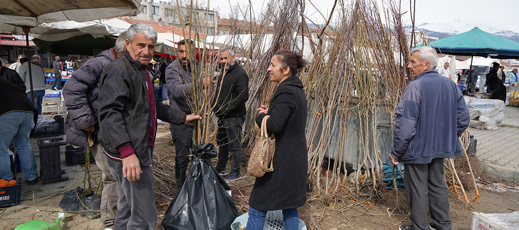 Erzincan’da Meyve Fidanı Satışı Başladı