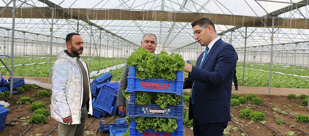 Erzincan’da Ocak Ayında Marul Hasadı Yapıldı