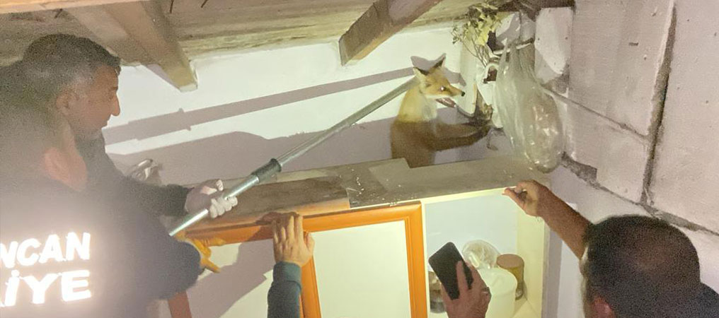 Erzincan’da Tilki Kurtarma Operasyonu
