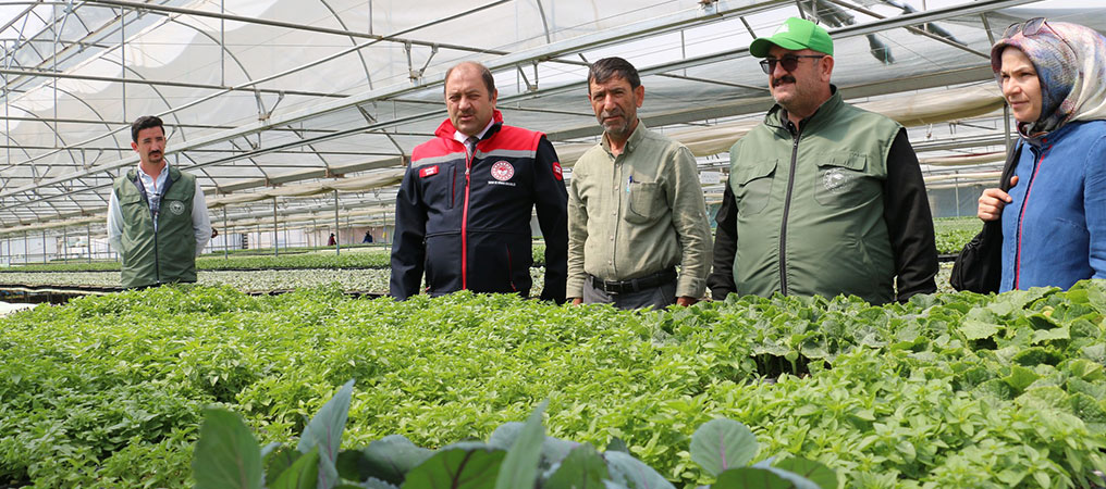 Erzincan'da Yetiştirilen Sebze Fideleri, Bölgenin İhtiyacını da Karşılıyor