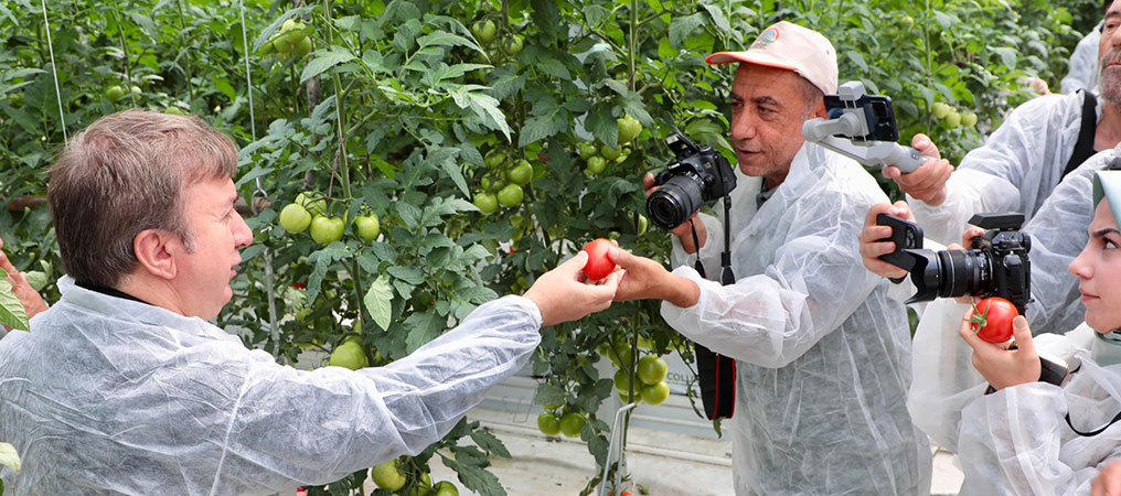 Erzincan’da İlk Defa Jeotermal Serada Domates Hasatı Yapıldı