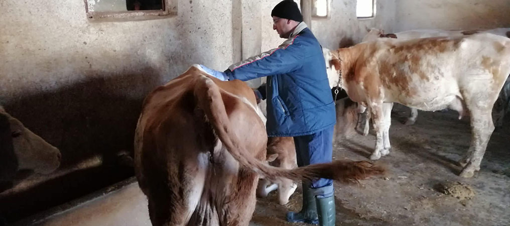 Erzincan’da Şap Hastalığıyla Mücadele Sürüyor