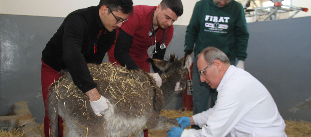 Fırat Üniversitesi Hayvan Hastanesi'nde bir yıl 7 bin 600 hayvan tedavi edildi   
