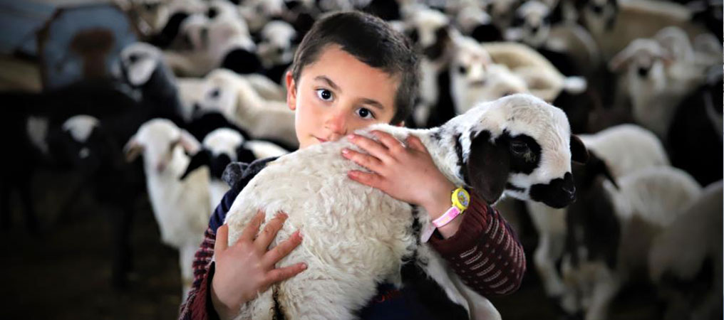 Göçerlerin 'Kuzu' Telaşı