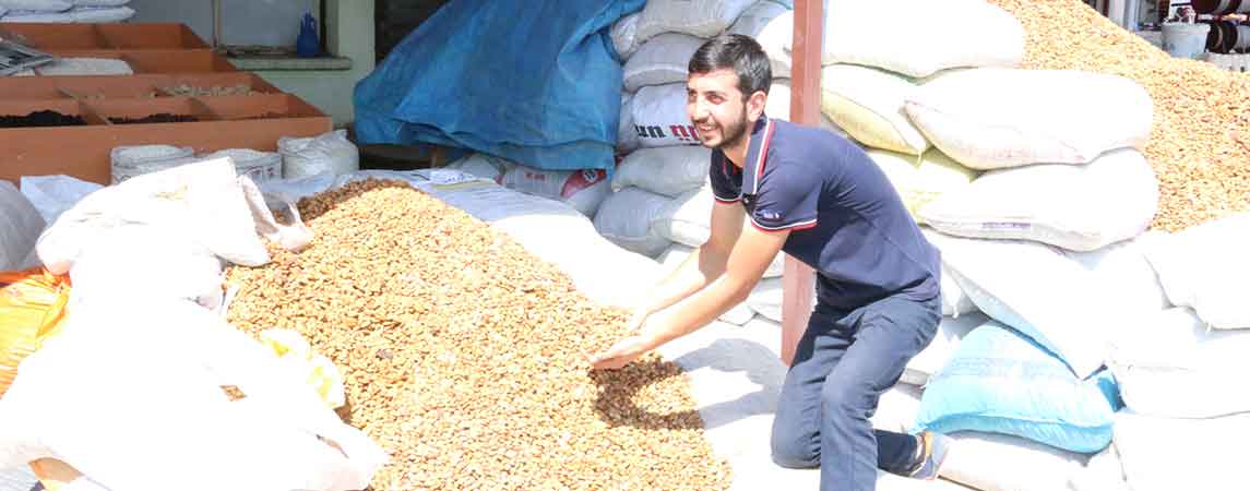 Erzincan’dan Malatya’ya Kayısı Çekirdeği