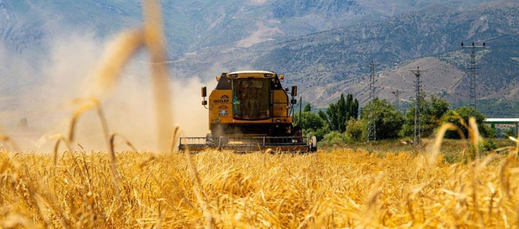 Hububat Tarlalarında Hasat Başladı